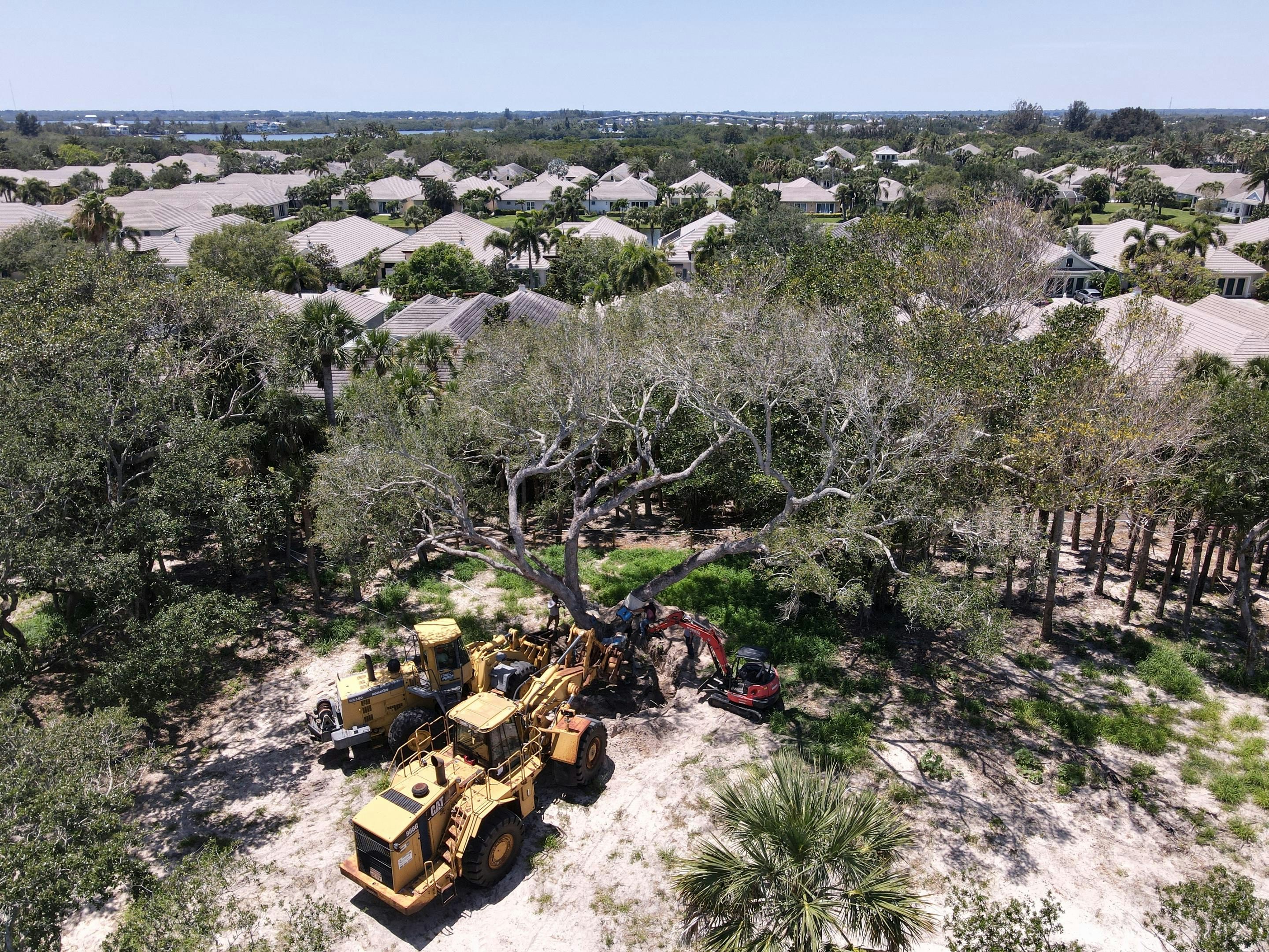 Tree Preservation | Seaglass
