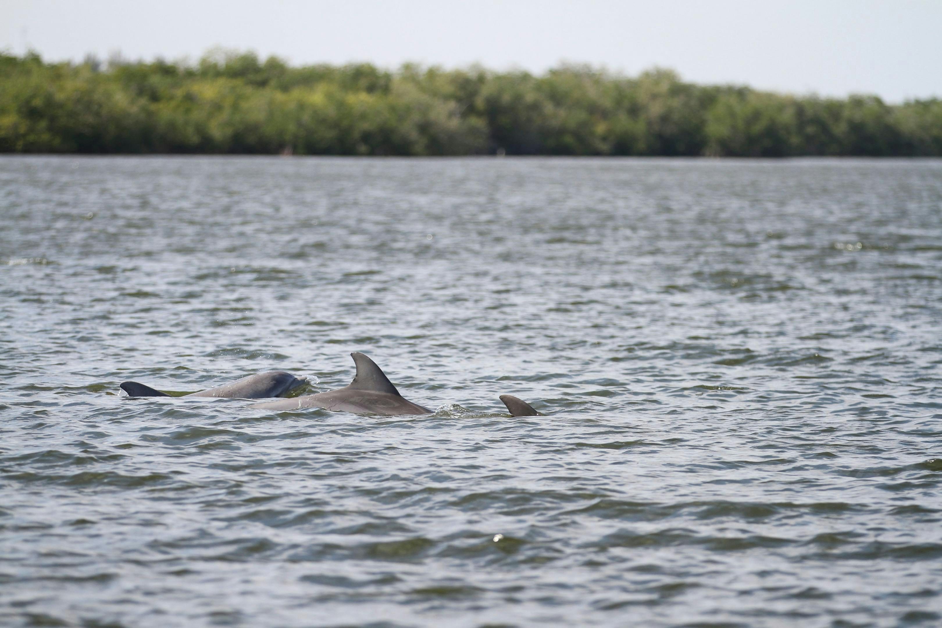 Dolphins in Indian River Lagoon